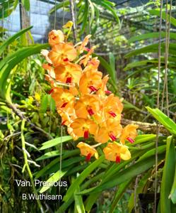 Vandachostylis Precious