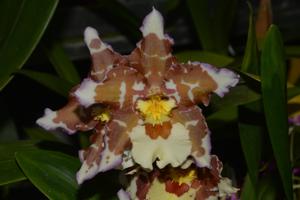 Oncidium Susi