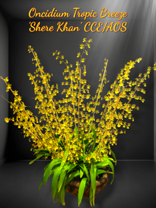 Oncidium Tropic Breeze