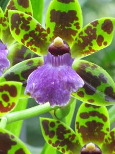 Zygopetalum Artur Elle