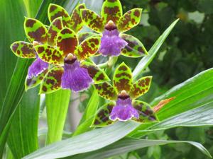 Zygopetalum Artur Elle