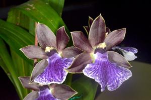 Zygopetalum Artur Elle