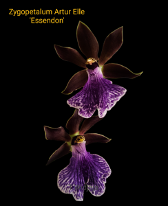 Zygopetalum Artur Elle