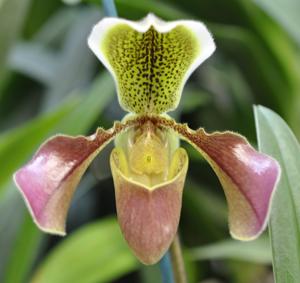 Paphiopedilum Invincible