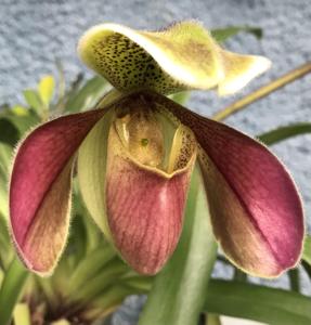 Paphiopedilum Invincible