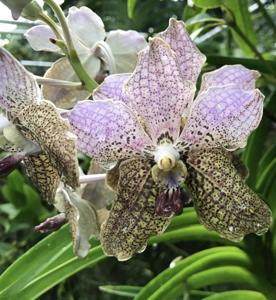 Vanda A'Pura