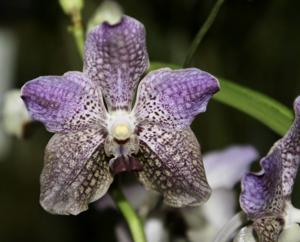 Vanda A'Pura