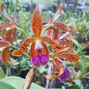 Cattleya Whimsy