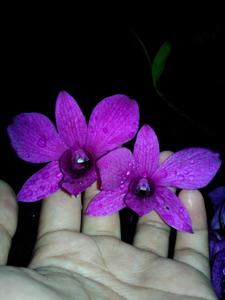 Dendrobium Bantimurung