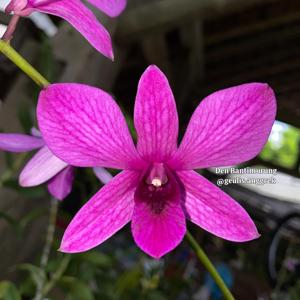 Dendrobium Bantimurung