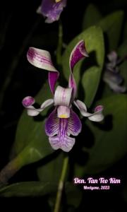 Dendrobium Tan Teo Kim