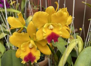 Cattlianthe Lemon Drop