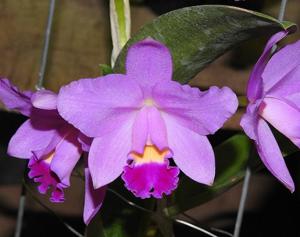 Cattleya Memoria Midori Nakano