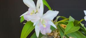 Laeliocattleya Twilight Song