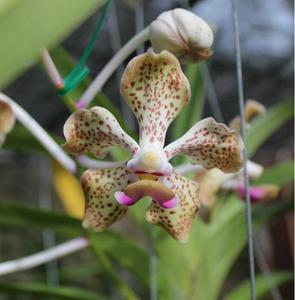 Vanda Memoria T. Iwasaki