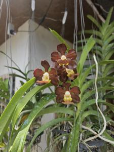 Vanda Somthawil