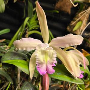 Rhyncholaeliocattleya Cordelia