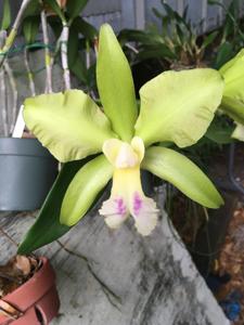 Rhyncholaeliocattleya Green Dragoon