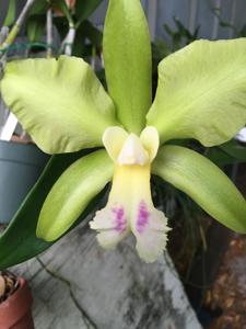 Rhyncholaeliocattleya Green Dragoon