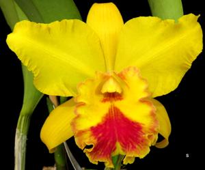 Rhyncholaeliocattleya American Heritage