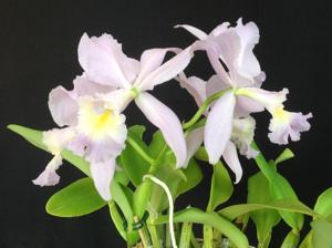 Cattleya Sea Breeze