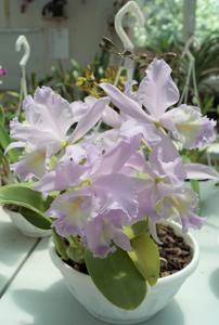 Cattleya Sea Breeze