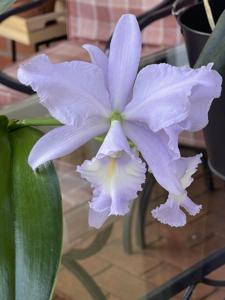 Cattleya Sea Breeze