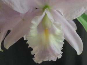 Cattleya Sea Breeze