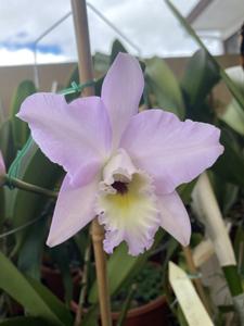 Laeliocattleya Sylvan Sprite