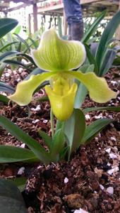 Paphiopedilum Caraibe