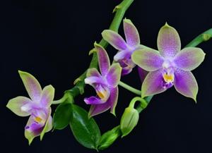 Phalaenopsis Baby Princess