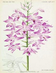 Calanthe Dominyi