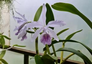 Cattleya Dominiana (1859)