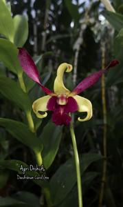 Dendrobium Carol Goo