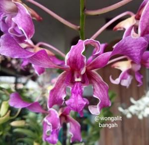 Dendrobium Tan Ghim Kheng