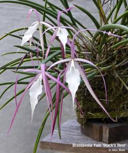 Brassavola Yaki