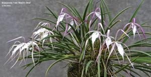 Brassavola Yaki