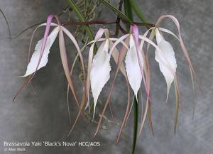 Brassavola Yaki