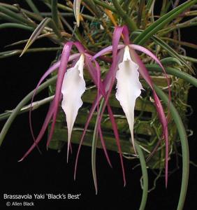 Brassavola Yaki