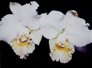 Cattleya Inez Okimoto