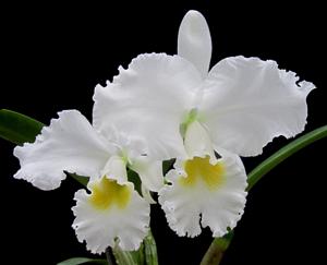 Cattleya Ursula Adam