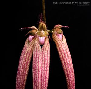 Bulbophyllum Elizabeth Ann