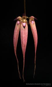 Bulbophyllum Elizabeth Ann