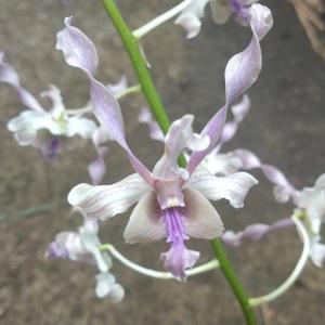 Dendrobium Karen Okamoto