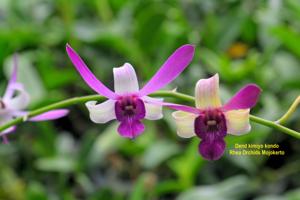 Dendrobium Kimiyo Kondo