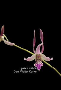 Dendrobium Walter Carter