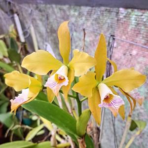 Cattleya Carlsbad