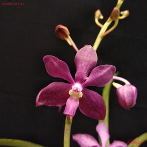 Vanda Sara