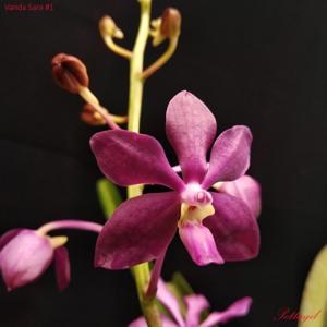 Vanda Sara