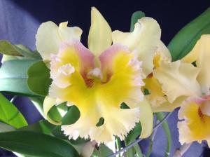 <i>Rhyncholaeliocattleya</i> Emily Simmons